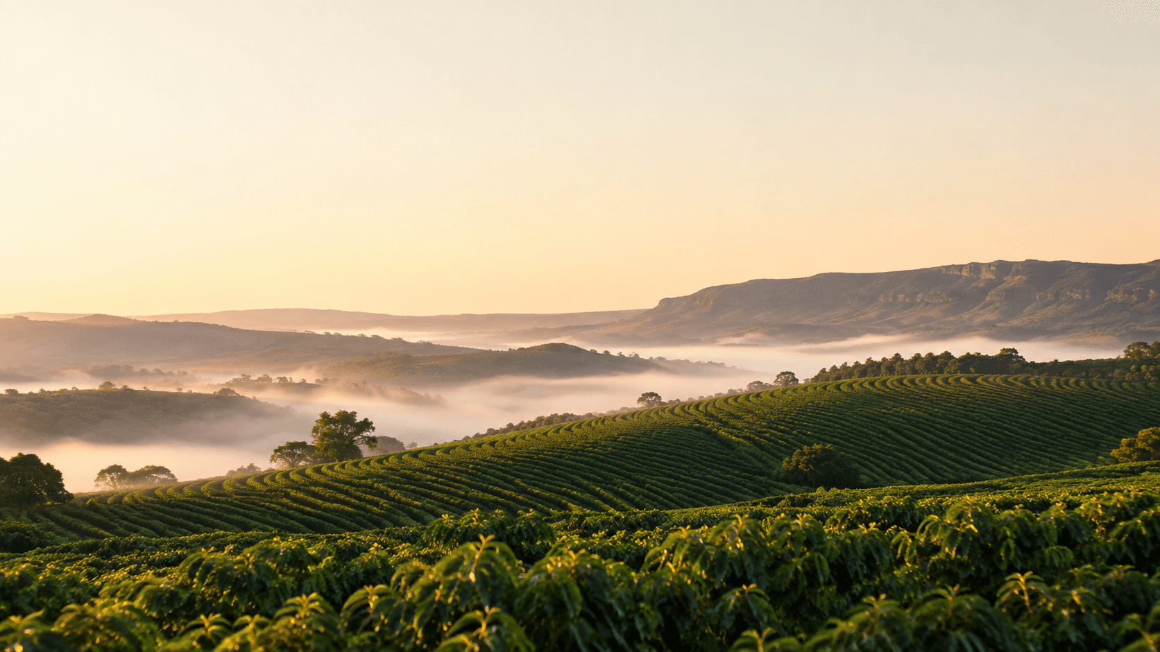 Paisagem de fazenda de café